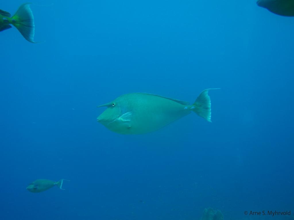 Egypt liveaboard-2012-S90-70.JPG - Shark/ Yolanda Reef